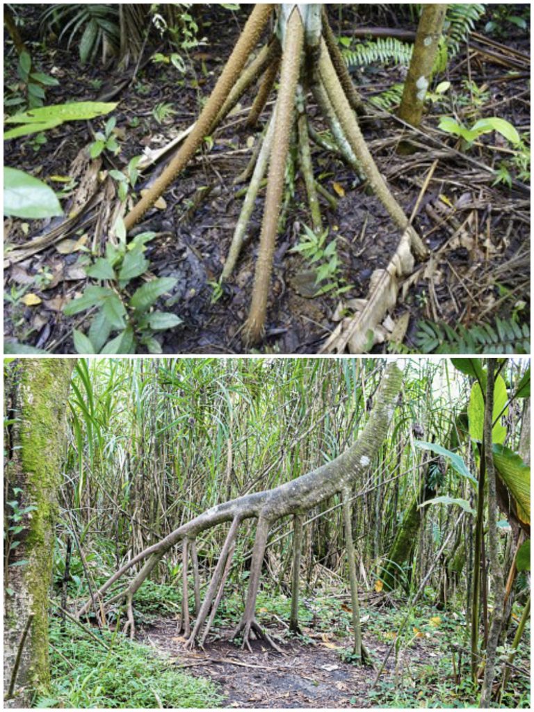 چلنے والے درخت